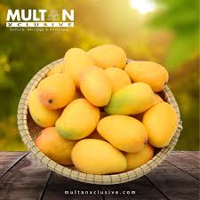 Saroli Mango Export Quality (Fast n  Free TCS Delivery)
